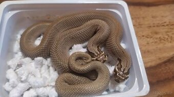 Heterodon/Hognose 2+1 zdarma - 1