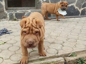 Shar-pei - 1