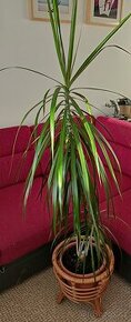 Pokojová rostlina Dracena - 1