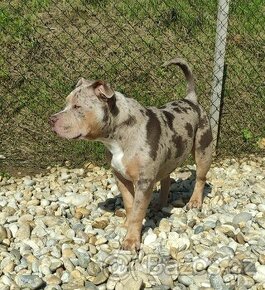 American Bully s PP