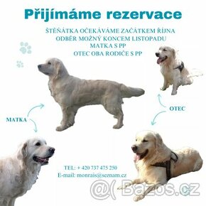 Zlatý retrívr/Golden retriever  ŠTĚŇÁTKA-REZERVACE