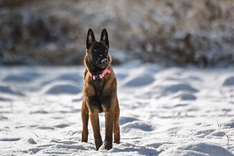 Belgický ovčák - Malinois