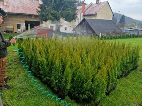 Thuja smaragd