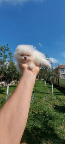 Pomeranianky s PP