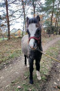 Welsh mountain pony klisna - 5/2024