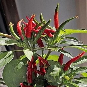 Chilli paprička, Yucatan (semena)