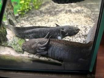 Axolotl mexický