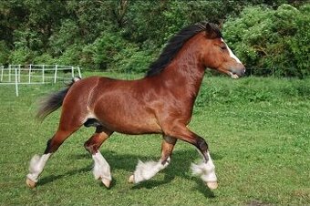 Připouštění welsh pony B a Welsh cob