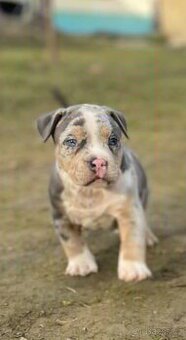 American bully