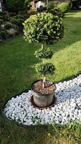 BUXUS - kmínek, koule, zimostráz obecný