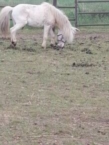 Prodám poníka, Apaloosa, pony