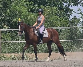 American paint horse