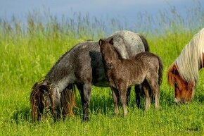 Minishetland hřebeček letošní - 1