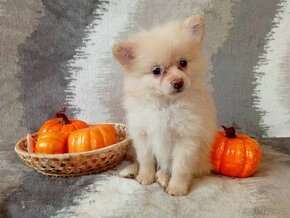 Nádherná Fenečka NŠ/Pomeranian - Cream - 1