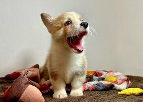 Welsh Corgi Pembroke