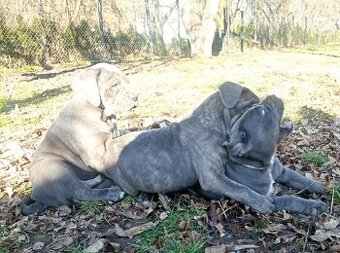 Cane corso - 1