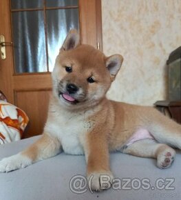 Shiba Inu