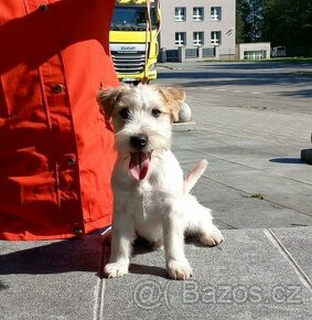 Jack russell terrier