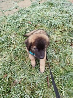 Štenátka Leonberger bez PP - 1