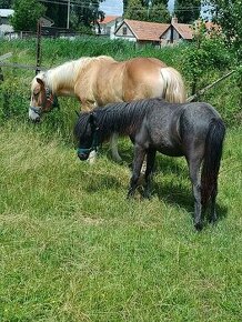 Hafling este Welsh sportovy pony kobylu - 1