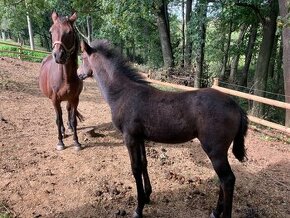 Sportivní pony B klisnička  - hříbě