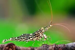 Krevetky sulawesi caridina white orchid