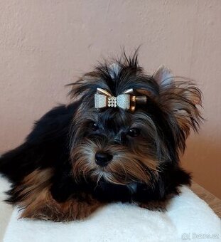 Yorkshire terrier - 1