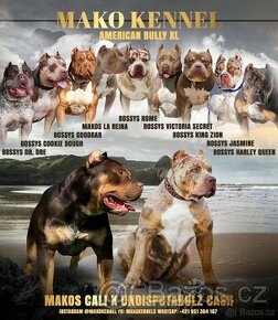 American bully xl