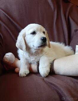 Zlatý retrívr, golden retriever - štenata