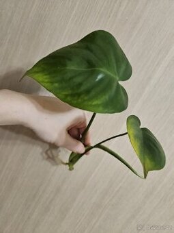 Monstera - 1