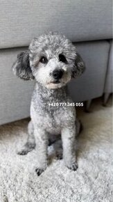 Toy Poodle Silver boy male pes