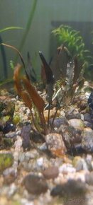 cryptocoryne wendtii brown (Akvaristika)