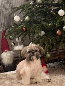 Shih tzu ke krytí