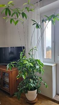 Prodám květinu dracena surculosa