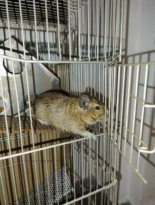 Prodam osmáky degu - 1