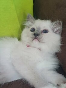 Ragdoll kočička blue mitted s pp