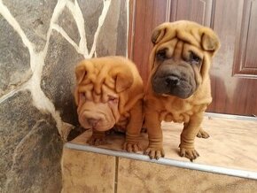 Shar-pei - 1