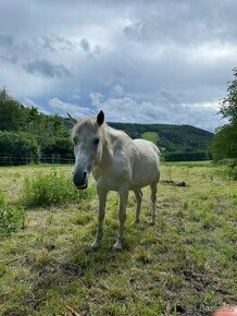 Prodám pony 10 let - 1