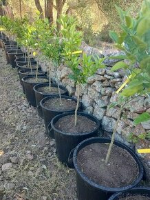 Pomerančovník plodící, odrůda Washington, Tarocco, Navellino - 1