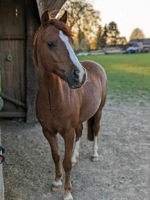 Welsh pony B - 1