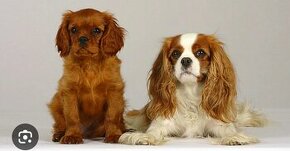 Koupím štěňátko Kavalír king Charles Spaniel