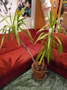 Dracena