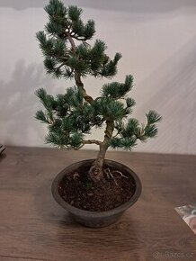 Bonsai Borovice Drobnokvètá