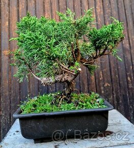 BONSAI, Bonsaj, Yamadori - Juniperus simpactu 3