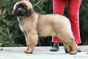 Pejsek Leonberger s PP po zrušené rezervaci - 1