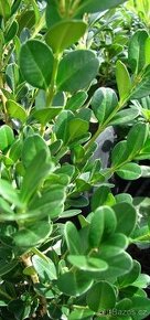 Buxus