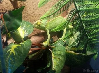 Chameleon mládě +Terárium 40x40x100 nové + krmení. Předání P