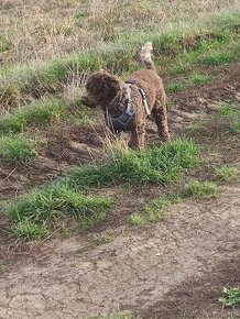 Lagotto Romagnolo