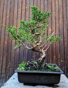 Bonsaj, Bonsai, Yamadori - Juniperus Simpactu 4