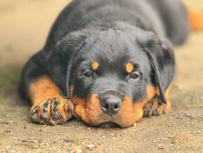 Štěně rottweiler ( rotvajler ) -pes s PP - 1
